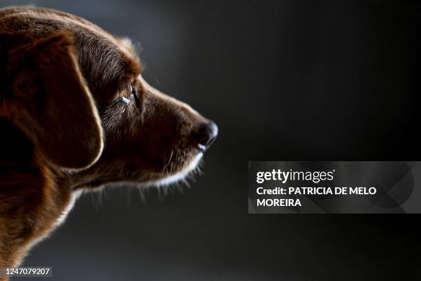 Picture taken on February 12, 2023 shows Bobi, a 30 year-old Portuguese dog that had been declared the world's oldest dog by Guinness World Records,...