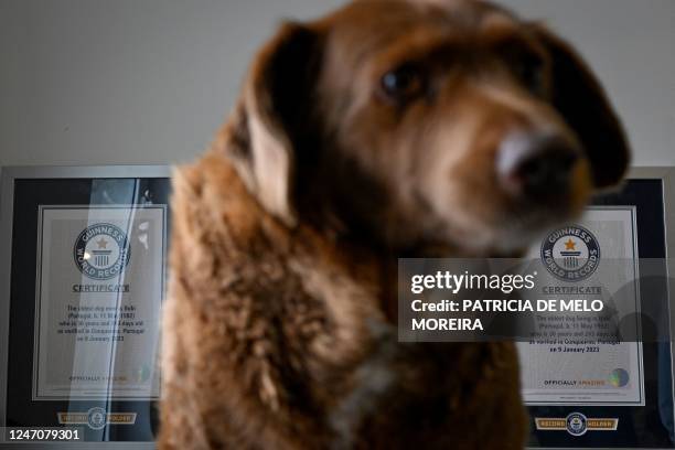 Picture taken on February 12, 2023 shows Bobi, a 30 year-old Portuguese dog that had been declared the world's oldest dog by Guinness World Records,...