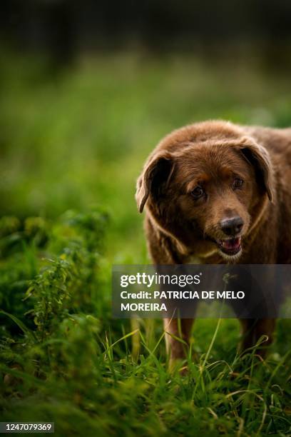 Picture taken on February 12, 2023 shows Bobi, a 30 year-old Portuguese dog that has been declared the world's oldest dog by Guinness World Records,...