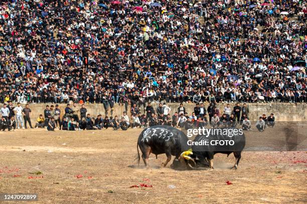 Farmers watch a bullfight in Guijiang village, Xiajiang town, Congjiang county, Qiandongnan County, Southwest China's Guizhou Province, Feb 12, 2023.