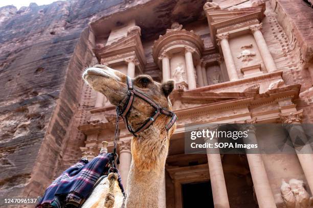 Camel sits in front of The Treasury in Petra, a famous archaeological site. Petra is a UNESCO World Heritage site and one of the seven wonders of the...