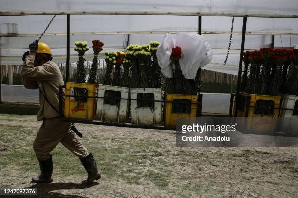 Worker collects carnation or clove pink to be trimmed and packaged for shipment to the US and different Asian and European countries for Valentine's...