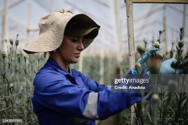 Worker collects carnation or clove pink to be trimmed and packaged for shipment to the US and different Asian and European countries for Valentine's...