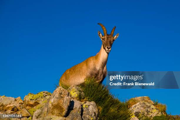 Female Alpine Ibex standing on a rocky ridge.