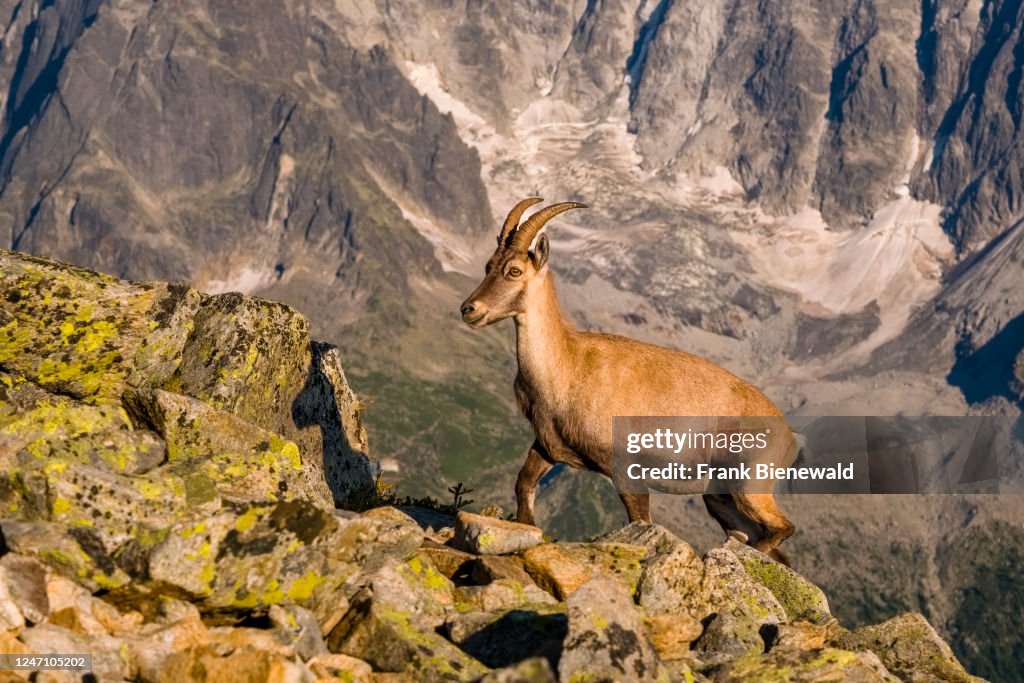 A female Alpine Ibex (Capra ibex) standing on a rocky ridge...