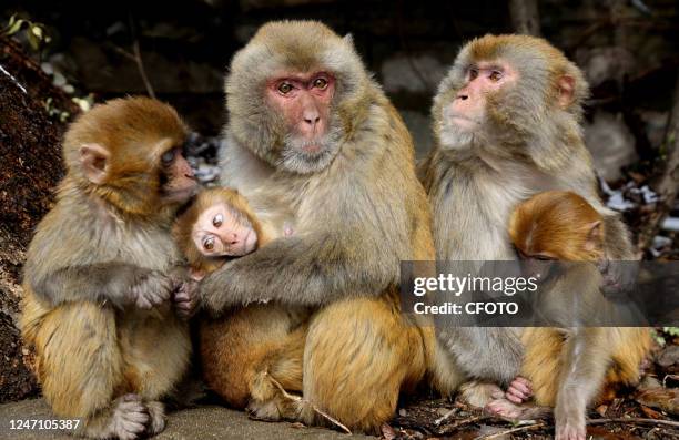 Photo taken on Feb 13, 2023 shows macaque monkeys on Huaguo Mountain in Lianyungang City, East China's Jiangsu Province. Hundreds of wild macaques...