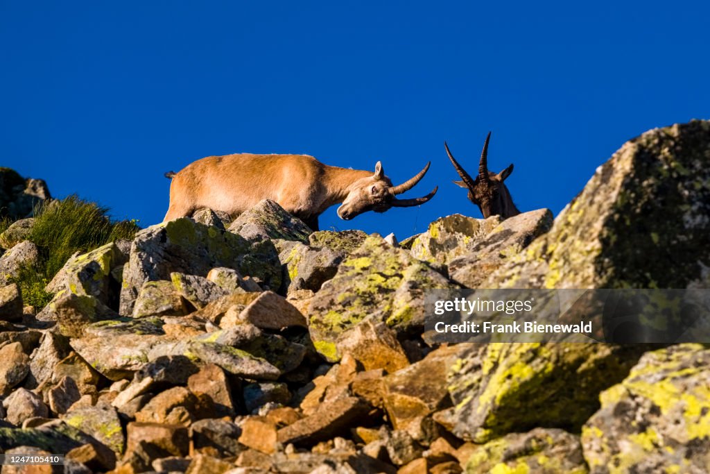 A female Alpine Ibex (Capra ibex) standing on a rocky ridge...