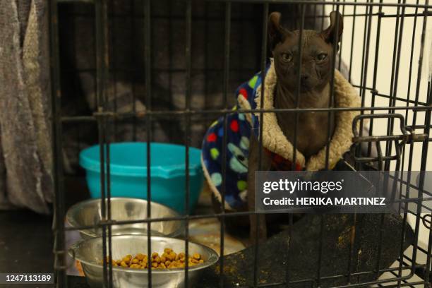 An Egyptian Mau cat tattooed with the symbols of the criminal group Los Mexicles that reads "Made in Mexico" is photographed in the Rescue and...