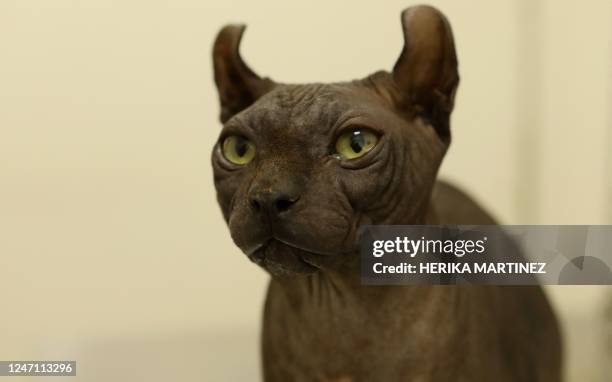 An Egyptian Mau cat tattooed with the symbols of the criminal group Los Mexicles that reads "Made in Mexico" is photographed in the Rescue and...