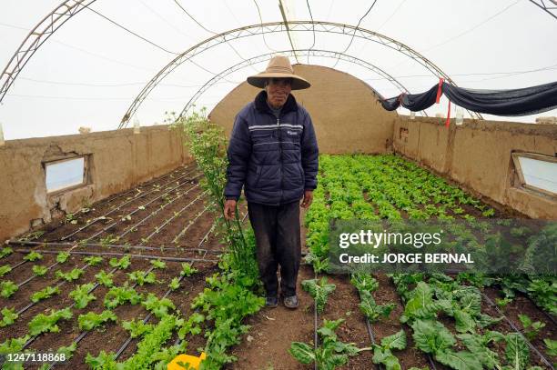 Cristobal Pongo Rojas stands inside a greenhouse where he grows potatoes and other vegetables as an alternative to outdoor cultivation to avoid...