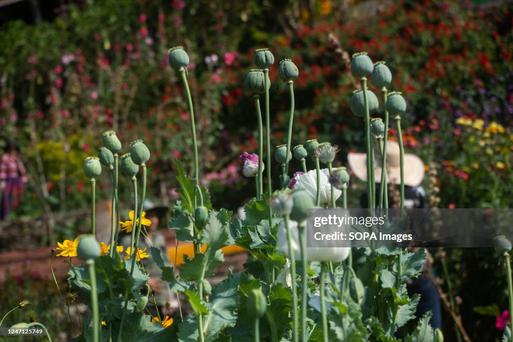 Opium poppy buds and flowers are seen in the Doi Pui Hill...