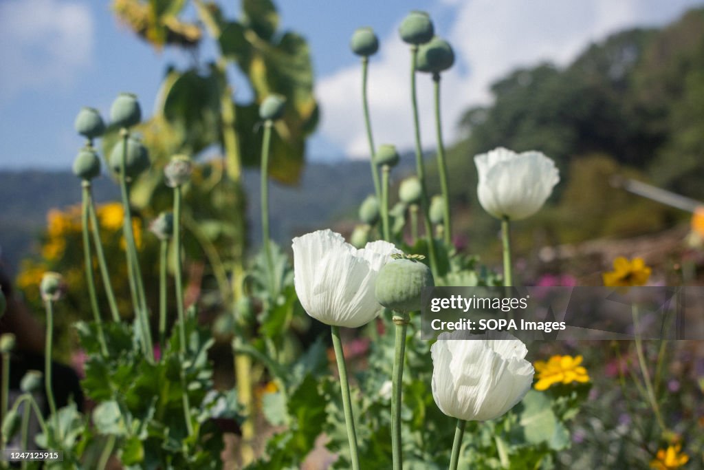 Opium poppy buds and flowers are seen in the Doi Pui Hill...