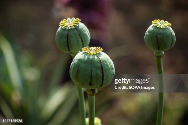 Opium poppy buds are seen in the Doi Pui Hill Tribe Museum in Hmong Doi Pui Village. Doi Pui Hill Tribe Museum has an opium poppy garden at the back...