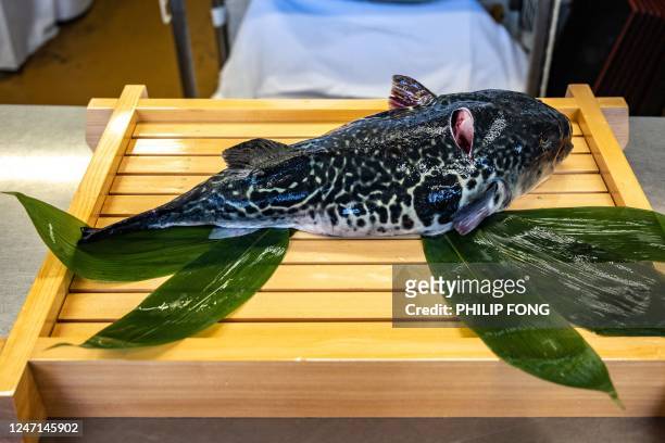 This photo taken on January 19, 2023 shows a tiger puffer fish lying on a table at the kitchen of the Minatoya hotel, operated by Yoshimasa Kanno, a...
