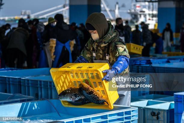 Unloading Fish Unloading Fish Photos and Premium High Res Pictures - Getty Images