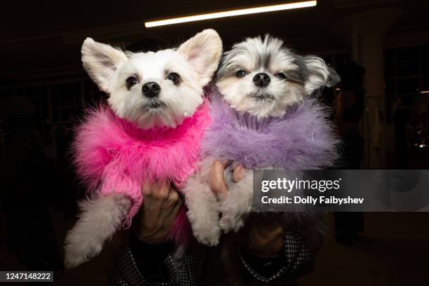 Dogs in the front row at Christian Cowan Fall 2023 Ready To Wear Fashion Show at the Starrett-Lehigh Building on February 14, 2023 in New York, New...