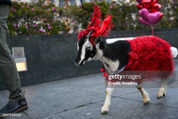 Goat with costume walks at Union Square during the 'Goat My Valentine' event organized by Value Culture & City Grazing as Valentineâs Day is...