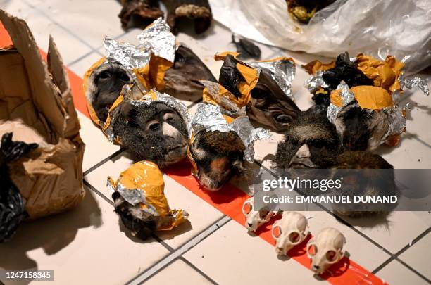 This photo taken on february 15, 2023 shows monkey and pangolin heads seized from a passenger at Charles de Gaulle airport in the Paris suburb of...