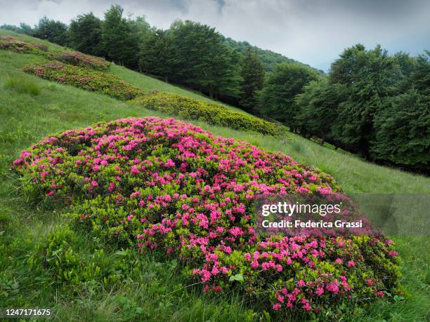 green pasture and alpine roses on mt. morissolino, val grande national park - alpenrose stock pictures, royalty-free photos & images