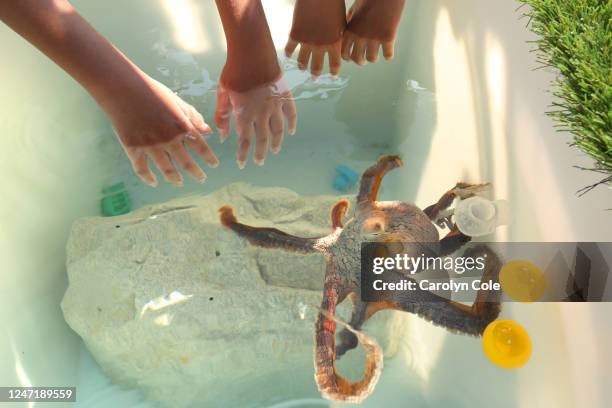 Kona, HawaiiSept. 30, 2022At the Kanaloa Octopus Farm, efforts are being made to breed octopus for human consumption. Paying visitors are allowed to...