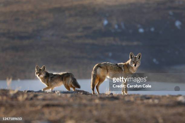 Sparks, NevadaJan. 31, 2023Two coyotes look for food among the buildings in the Tahoe-Reno Industrial Center, which is billed as the worlds largest...