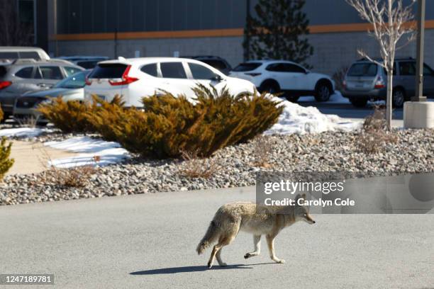 Sparks, NevadaJan. 31, 2023Two coyotes look for food among the buildings in the Tahoe-Reno Industrial Center, which is billed as the worlds largest...