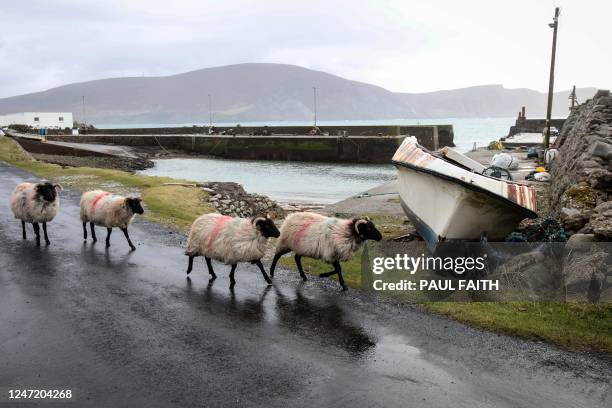 Sheep walk past Purteen harbour on January 31 one of the filming locations of the film "The Banshees of Inisherin", off the west coast of Ireland. -...