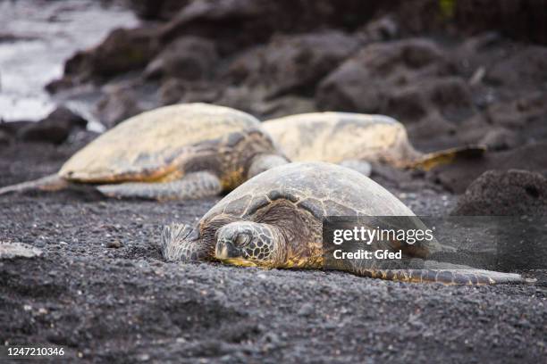 Turtle Rugae 135 Mud Turtles Stock Photos, High-Res Pictures, and Images - Getty Images