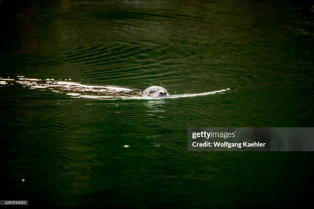 A harbor (or harbour) seal (Phoca vitulina) swimming at the...
