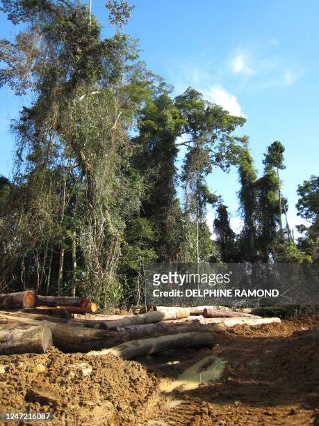 Picture taken 25 October 2007 during a visit by engineers of the Cameroonian Ministry of Forestry and Wild Life, nicknamed "forest soldiers" at a...