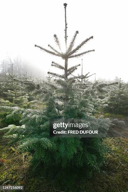 Vue d'une exploitation de sapins prise le 19 novembre 2003 à Montsauche-les-Setton. Le Morvan, première région de production du sapin de Noël, où...