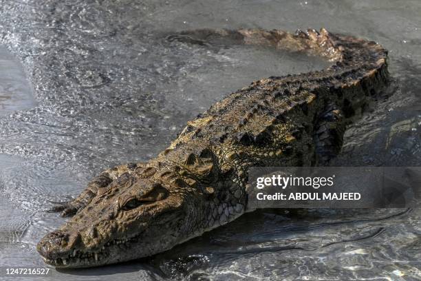 Marsh crocodile pictured in a pond at a Zoo in Peshawar on February 17, 2023.