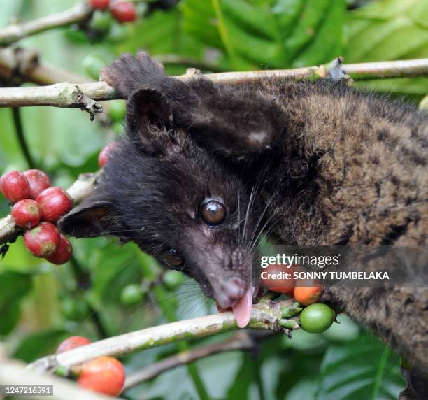 Lifestyle-Indonesia-food-coffee,FEATURE by Alvin Darlanika Soedarjo A wild civet gathers ripe Arabika coffee fruits at a coffee plantation producing...