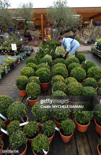 Une personne choisit des arbustes, le 24 mars 2005 dans une jardinerie à Epron. Le jardin est à la mode. Minuscule, majestueux, historique ou...