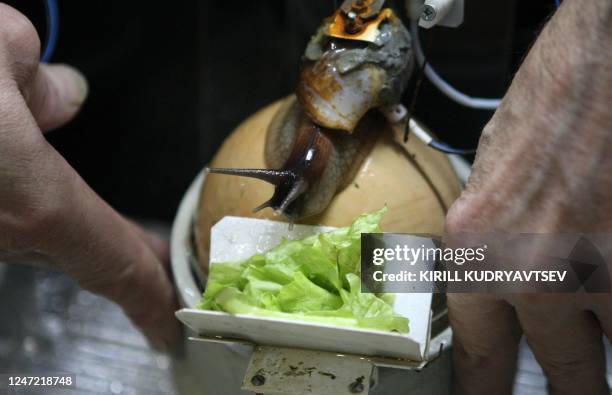 An employee feeds on January 27, 2011 an Achatina snail fitted with a heart monitor and motion sensors, which is used to monitor pollution from a...