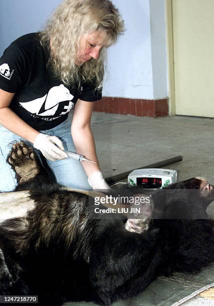 Jill Robinson, founder of Animals Asia Foundation , treats a black bear missing a paw in Chengdu, 05 October 2001, one of the six bears rescued from...