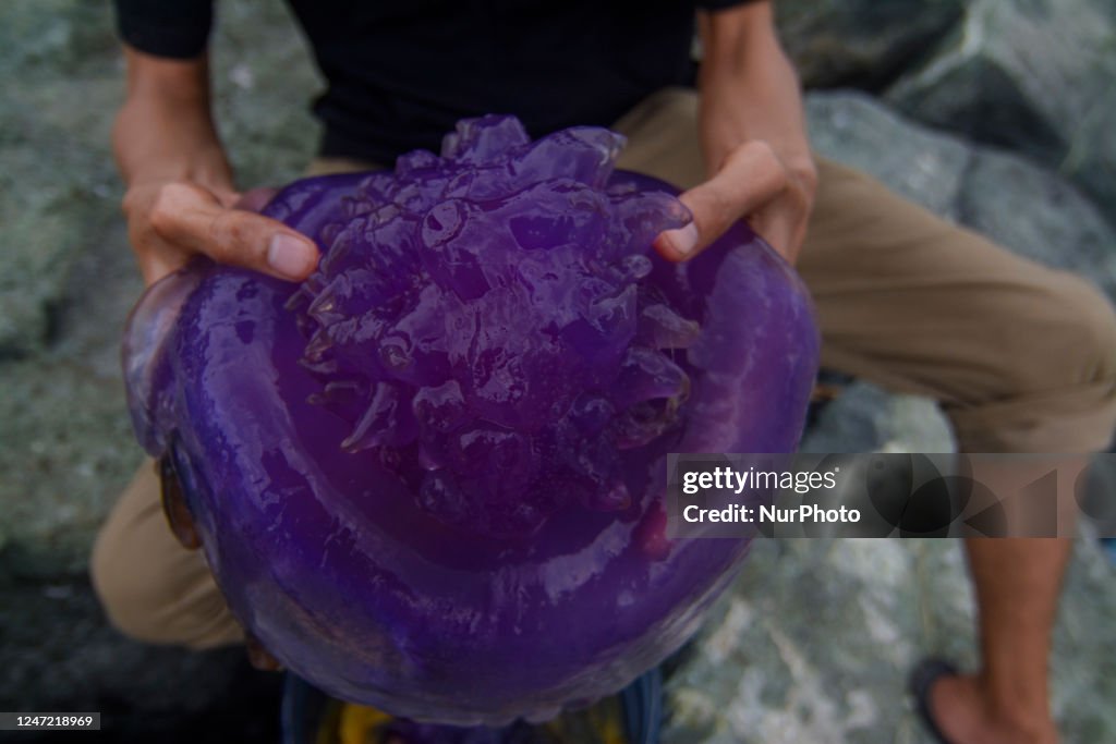 Stranded Purple Jellyfish