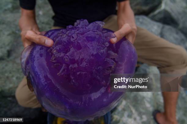 Stranded Purple Jellyfish, News Photo