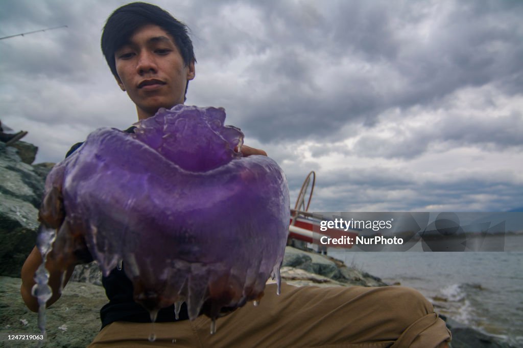 Stranded Purple Jellyfish