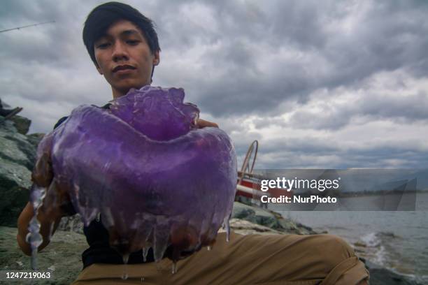 Stranded Purple Jellyfish, News Photo