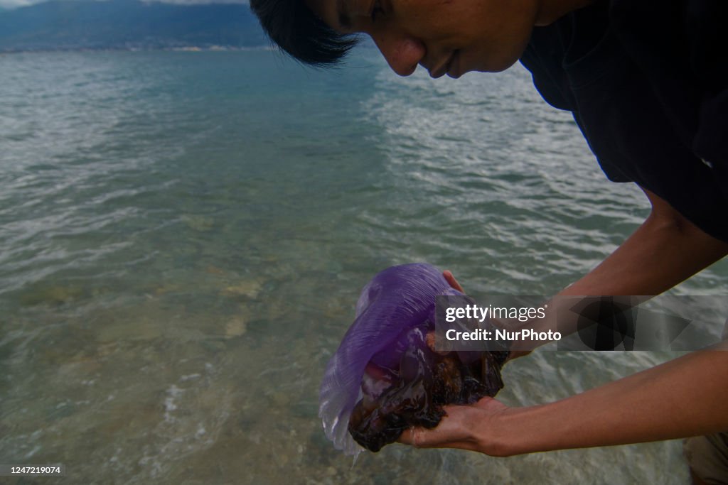 Stranded Purple Jellyfish
