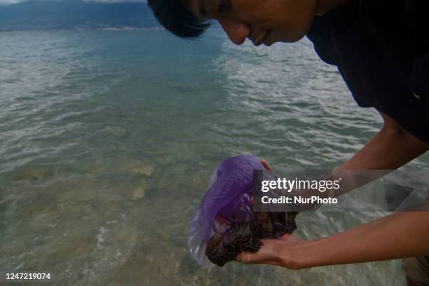 Stranded Purple Jellyfish, News Photo
