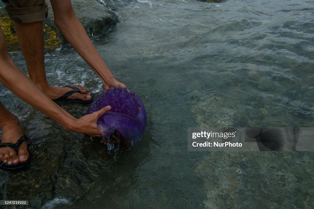 Stranded Purple Jellyfish