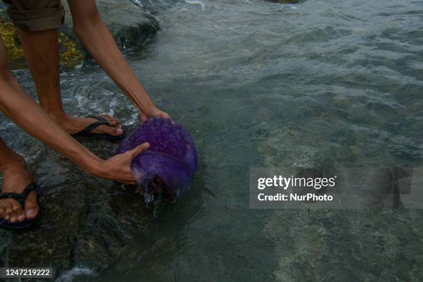 Stranded Purple Jellyfish, News Photo