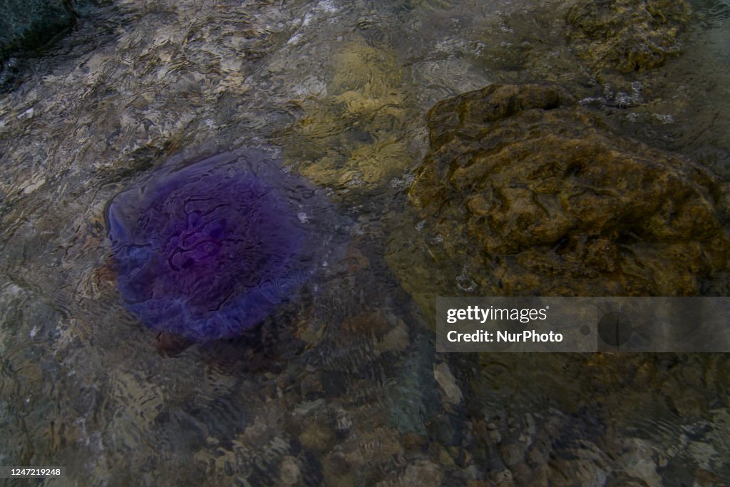 Stranded Purple Jellyfish