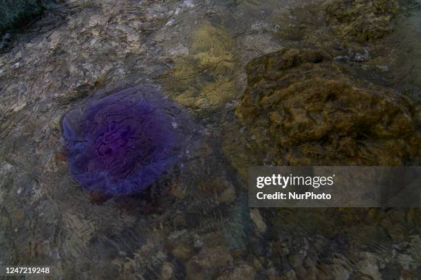 Stranded Purple Jellyfish, News Photo