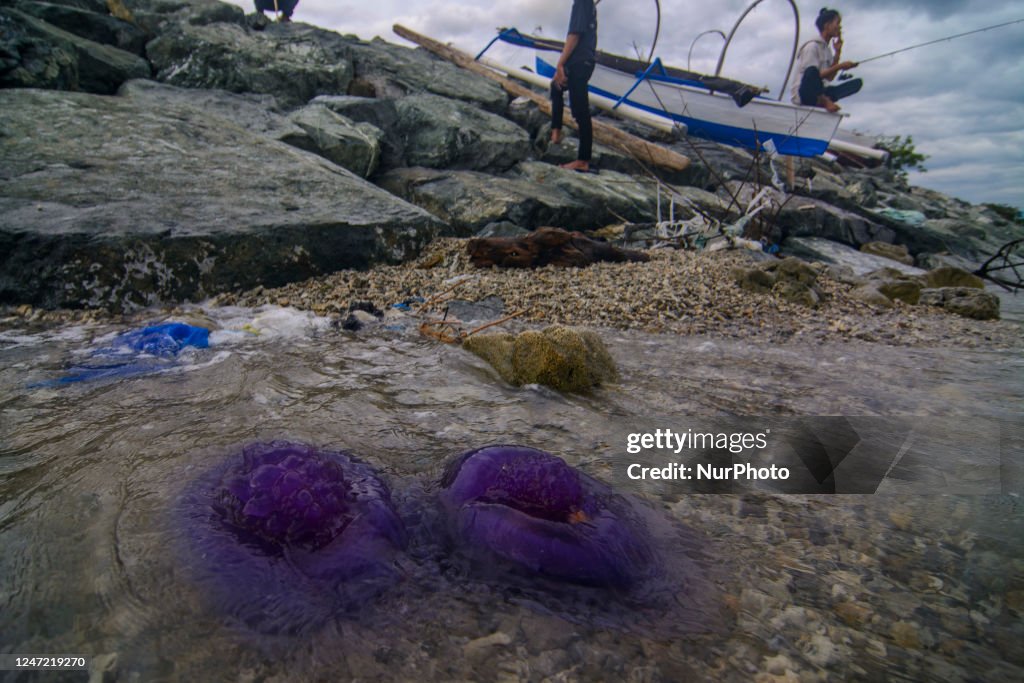 Stranded Purple Jellyfish