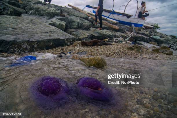 Stranded Purple Jellyfish, News Photo