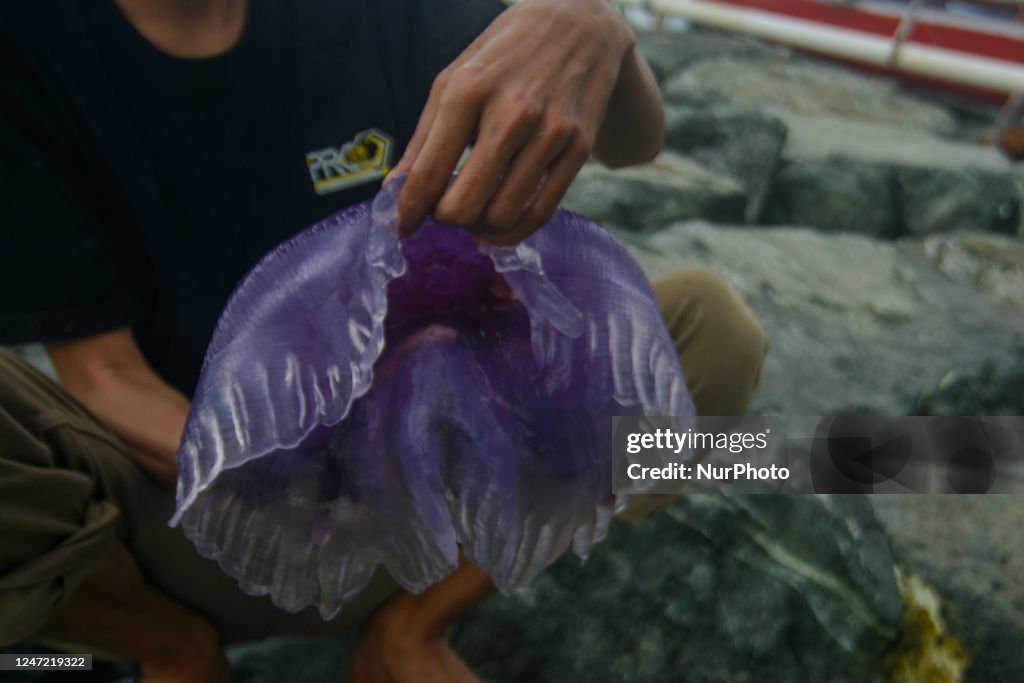 Stranded Purple Jellyfish