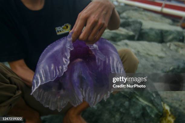 Stranded Purple Jellyfish, News Photo